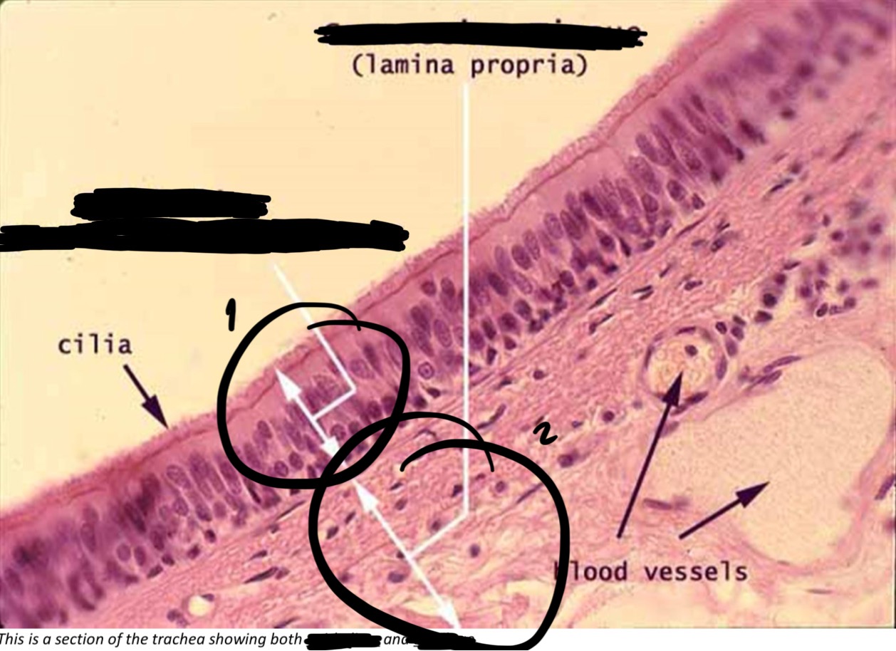 term image
