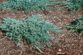 <p>Juniperus horizontalis cv. / Creeping Juniper</p>