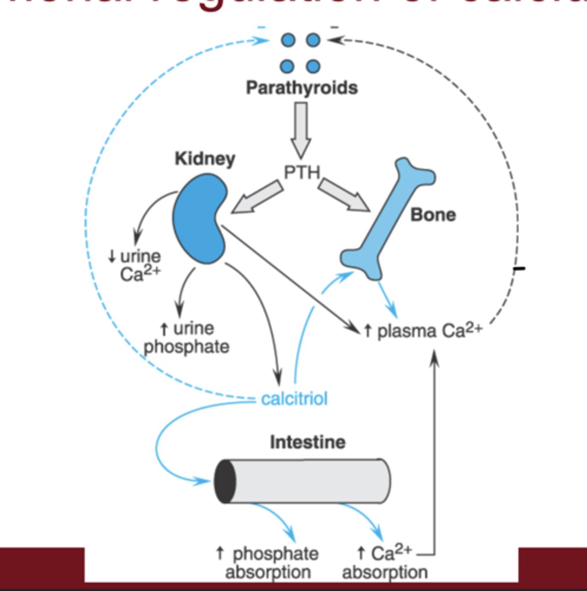 <p>bone (increase resorption), kidney (increase reabsorption), GI tract indirectly via calcitriol</p>