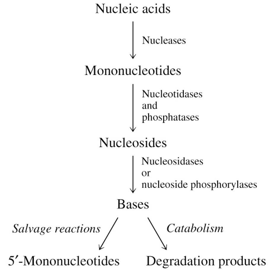 <p>5’-mononucleotides are used for nucleic acid synthesis</p>