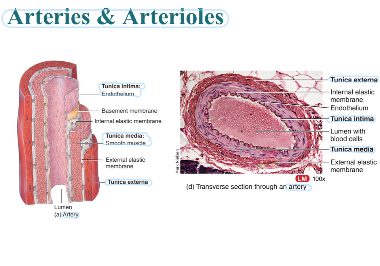 <p>They’re <em>elastic</em>, allows them to <em>absorb</em> the pressure created by ventricles of the heart as they pump blood into the arteries</p>
