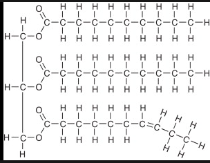 <p>Glycerol and three fatty acids.</p>