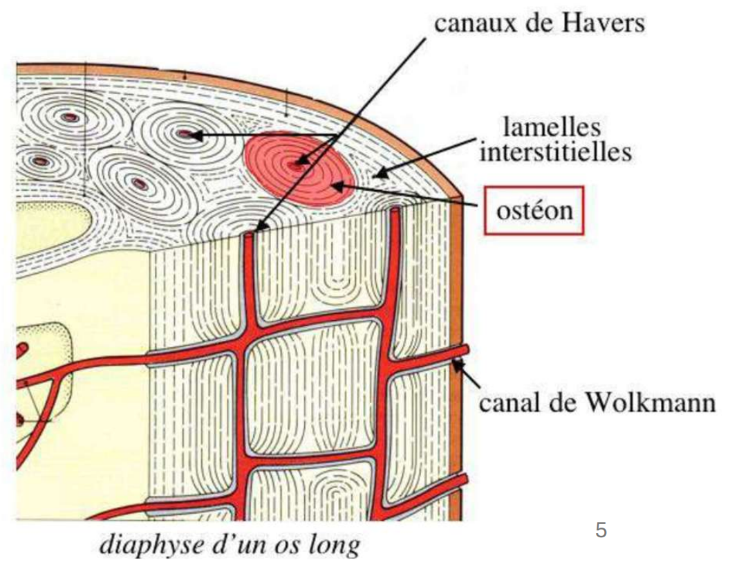 <p><strong>Os compact (Haversien)</strong></p><ul><li><p>Disposition en cylindres</p></li><li><p>Rangées d’ostéocytes ordonées enfouies entre les lamelles</p></li><li><p>OSTÉONS: unité de base de l’os compact, centrée sur le canal de Havers</p></li></ul><p><strong>Os spongieux</strong></p><ul><li><p>Réseau de trabécules formant un teillis tridimensionnel avec des espaces libres rendermant la moelle osseuse</p></li><li><p>Se retrouve dans le diploé des os plats, les métaphyses et les épiphyses des os longs </p></li></ul><p></p>