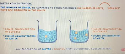 <p>the concentration of water: solutes</p>