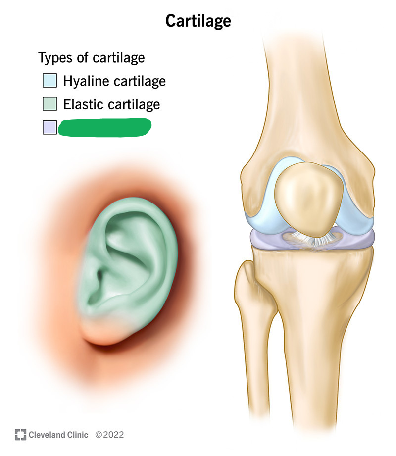 <p><span style="background-color: transparent;"><span>An elastic and tough tissue containing type I and type II collagen.</span></span></p>