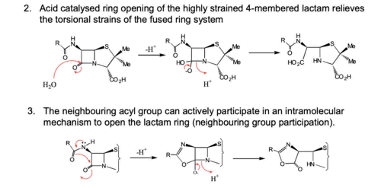 <p>- Carbonyl in β-lacatam ring is highly susceptible to nucelophilic attack.</p><p>- Acid catalysed ring opening of the β-lactam ring relieves torsional strains of the ring system causing breakdown of penicillin.</p><p>- Neighbouring acyl groups can actively participate in an intramolecular mechanism to open the lactam ring breaking it down.</p>