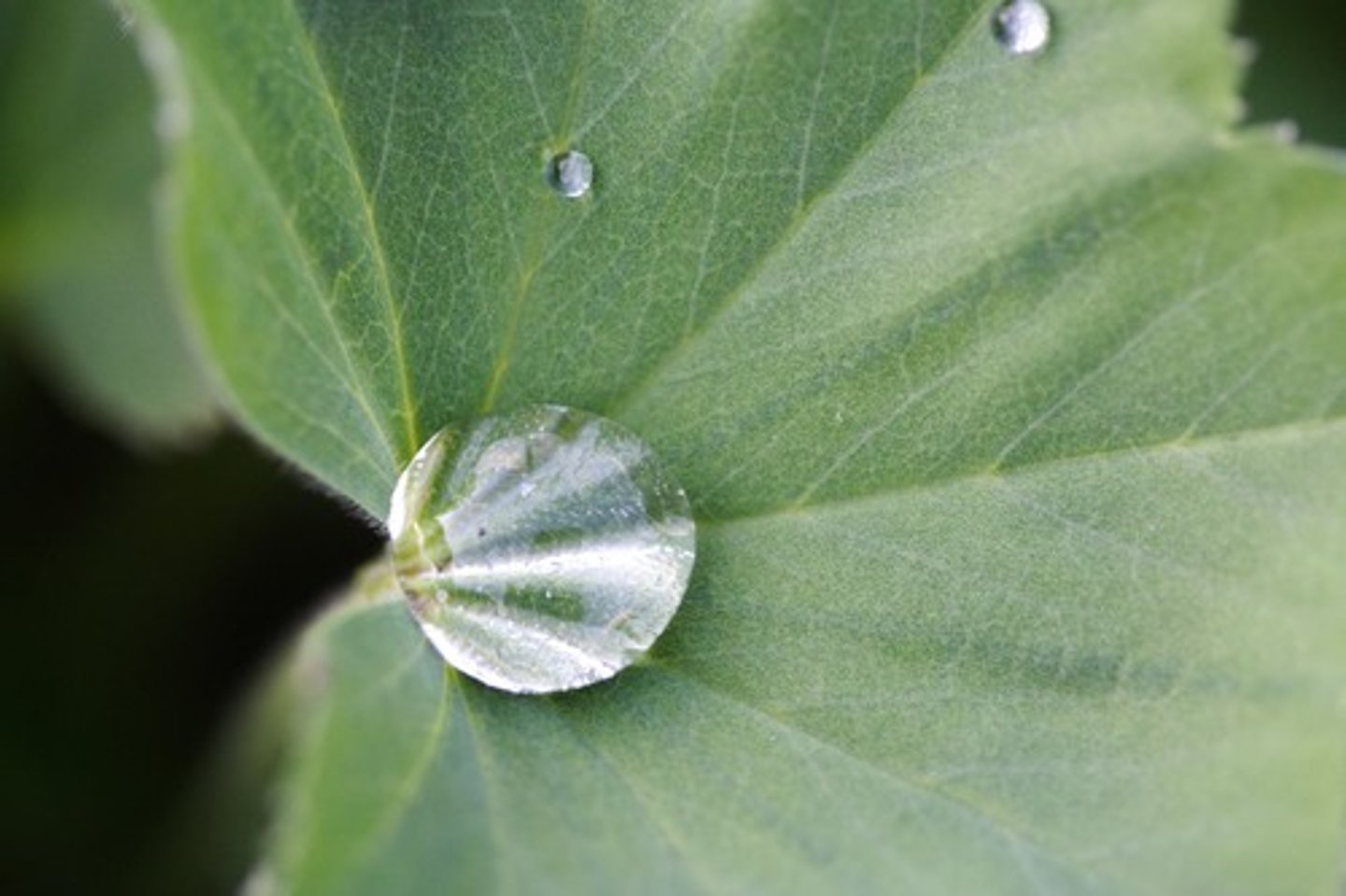<p>an attraction between molecules of the same substance</p>