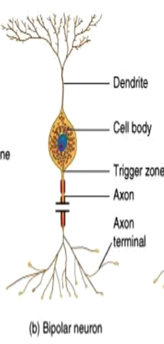 <p>a neuron with one axon and one dendrite; can be found in olfactory cells, the retina, and inner ear</p>