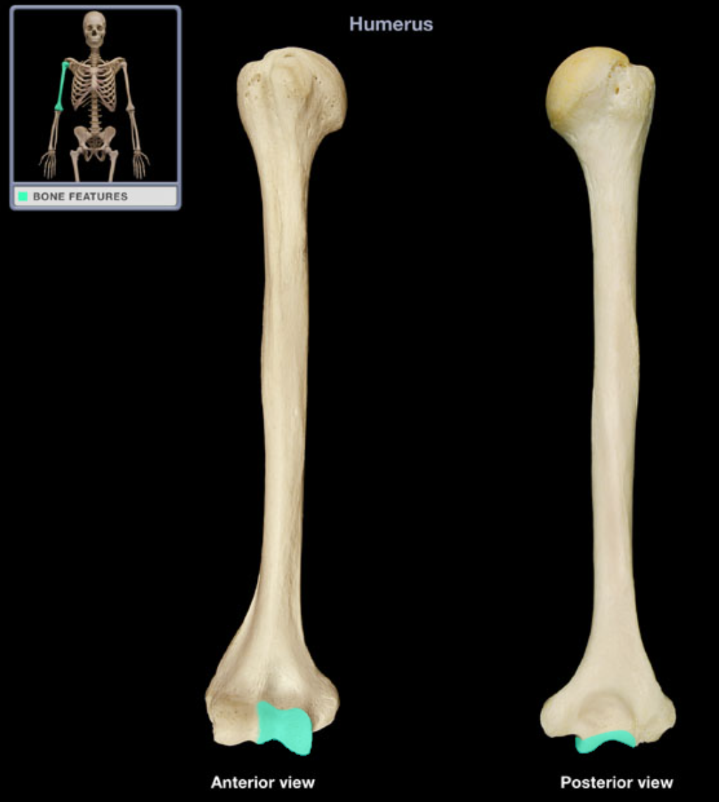 <p>Articulates with trochlear notch of ulna </p>