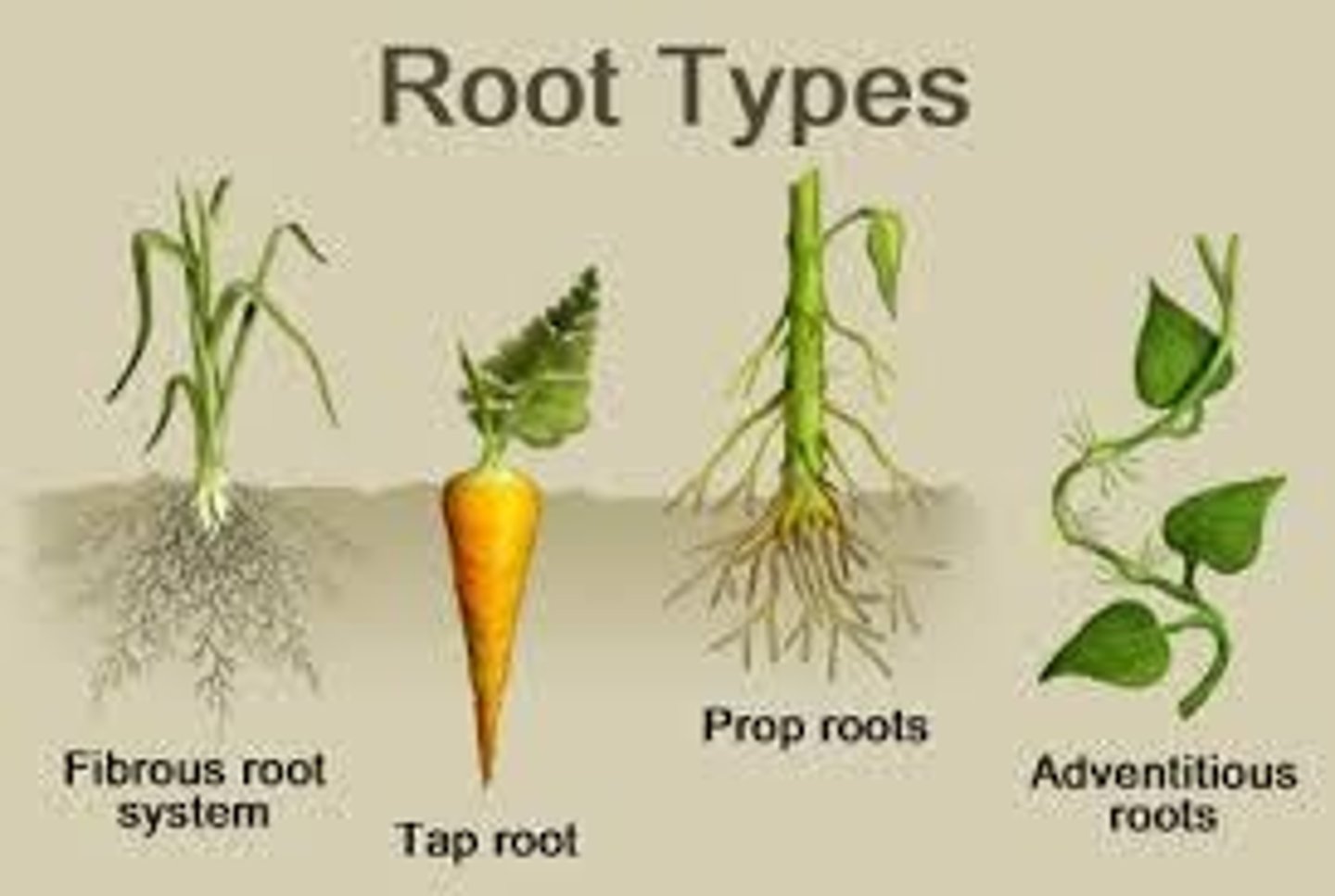 <p>A taproot system has a main root that reaches deep into the ground with numerous smaller roots branching from it.</p>