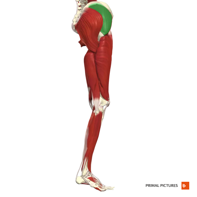 <p>abducts and medially rotates hip </p><p>Insertion:lateral surface of the ilium</p>