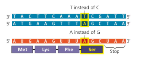 <p>What type of mutation is this?</p>
