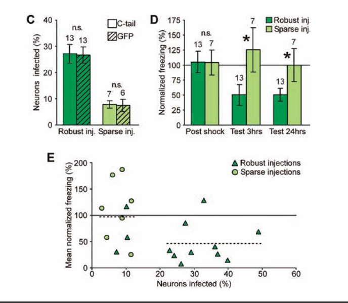 <ul><li><p>bij minder dan 10% is geheugen normaal</p></li><li><p>bij 20% is leren geremd, dus 20% vna 30% > 10% van neuronen nodig voor herinneringen » geheugen remming</p></li></ul><p></p>