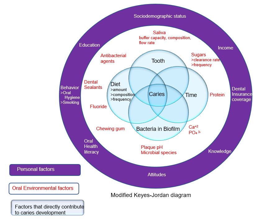 <ol><li><p>Factors that directly contribute to caries development</p></li><li><p>Oral Environmental factors</p></li><li><p>Personal Factors</p></li></ol>