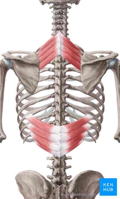 <p>Serratus posterior inferior <strong>INSERTION</strong></p>