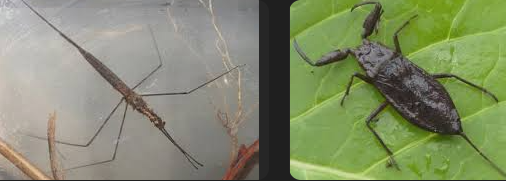 <p>Can either be as thin as Family Phasmatodae, or can be thick. However, they have pincer-looking legs on their head, like a mix between pincers, legs, and antennae. Also, regardless of which size they are, they have long tails. Class Insecta, Order Hemiptera, called water scorpions (probably because of their pincer-like legs)</p>