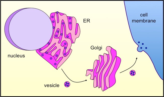 <p>Packages that pinch off from the endoplasmic reticulum and travel to the Golgi apparatus.</p>