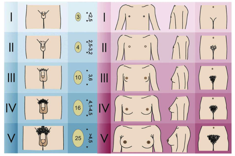 <p>Tanner Staging</p>