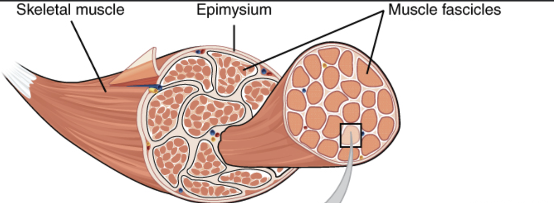 <p>Epimysium</p>