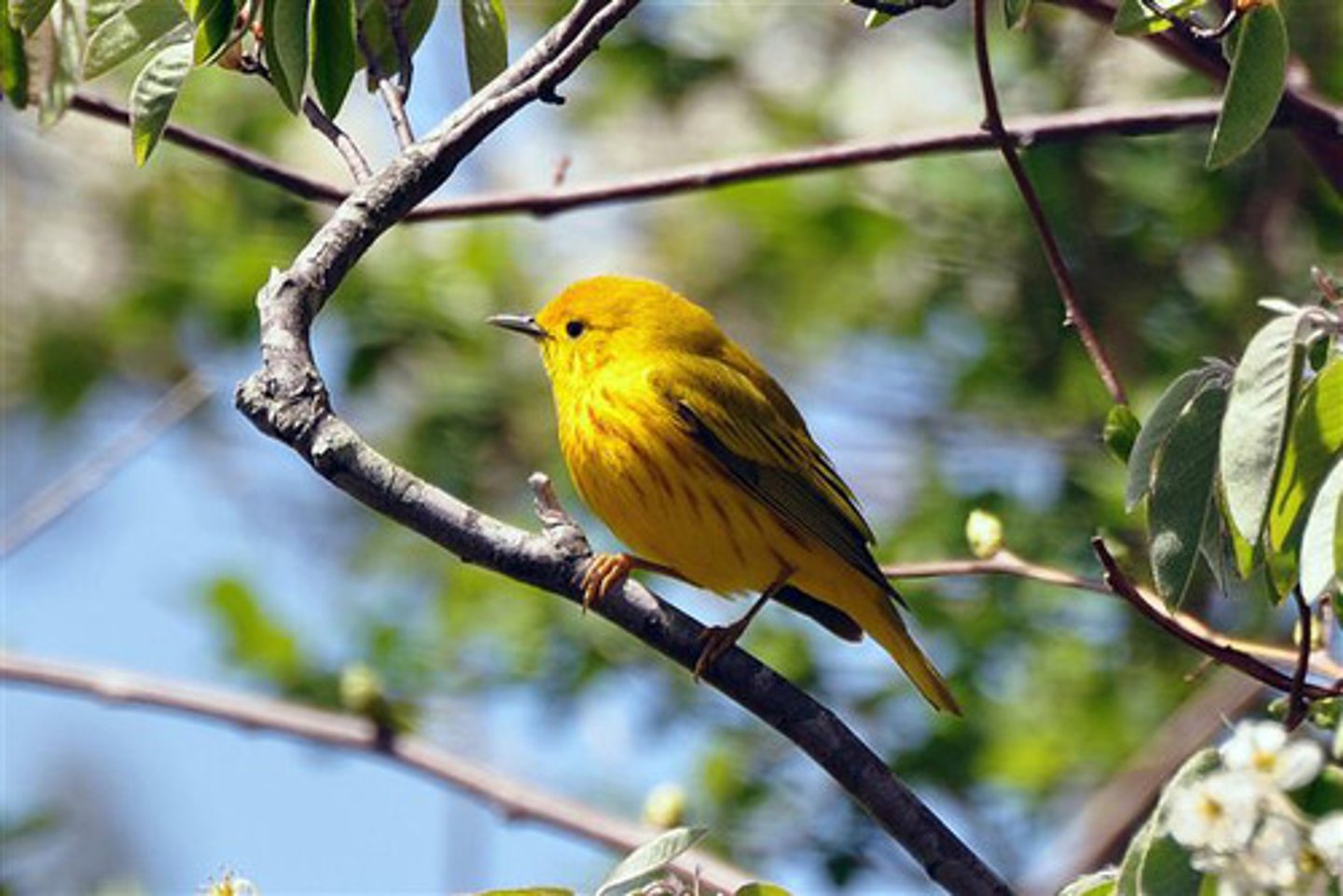 <p>Passeriformes Parulidae</p>