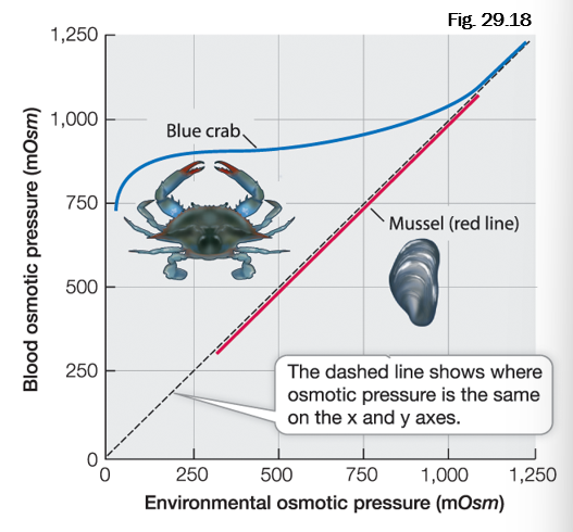 <ul><li><p>Most marine invertebrates are osmotic conformers: osmotic pressure of body fluids is always the same as the water.</p></li><li><p>Some coastal invertebrates (blue crab): maintains a constant internal osmotic pressure despite experiencing a range of external salinities.</p></li></ul><p></p>