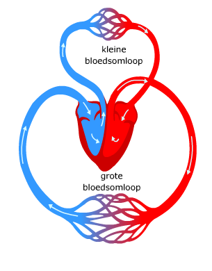 Het bloed gaat tijdens een rondje door het lichaam twee keer door het hart heen.