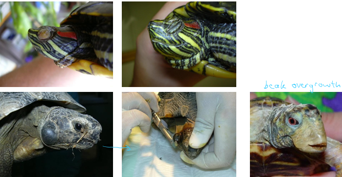 <p>Squamous metaplasia of different epitheliums </p><p>Terrapins and aquatic turtles, unbalanced diet</p><p>Clinical Signs - <span>blepharitis, keratoconjunctivitis, overgrown nails and beak (chelonians), stomatitis, rhinitis, aural abscesses, retained shed</span></p><p><span>Treatment - vitamin A, surgical removal of conjunctival debris and aural abscesses, antibiotic eyedrops if eye lesions, review husbandry and diet</span></p>