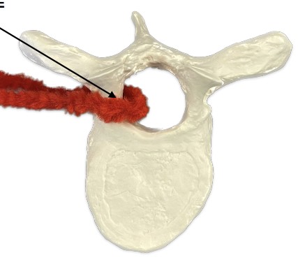 <p>What connect the vertebral body to the transverse process?</p>
