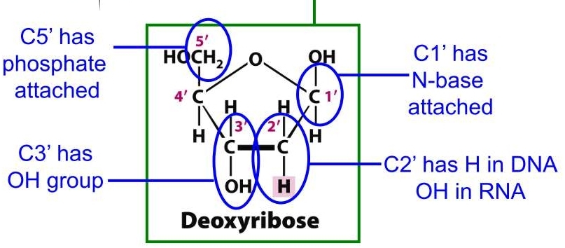 C2 has H 
C5 has phosphate attached 
C1 has N-base attached