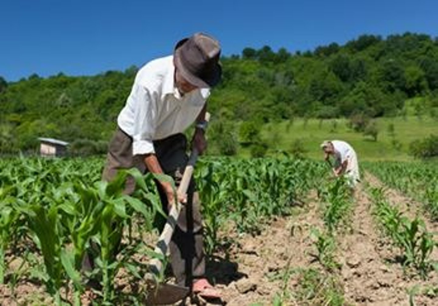 <p>the farmer</p>