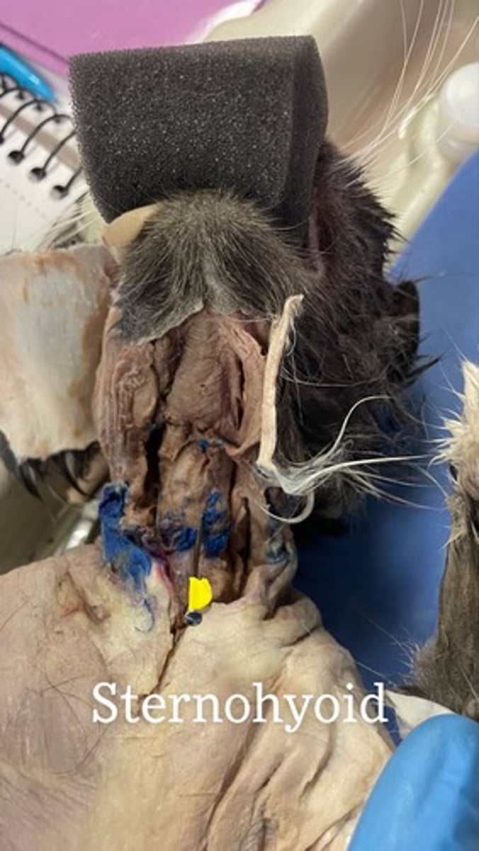 <p>origin: manubrium and first costal cartilage</p><p>insertion: hyoid</p><p>action: depresses hyoid; fixes hyoid when opening mouth</p>