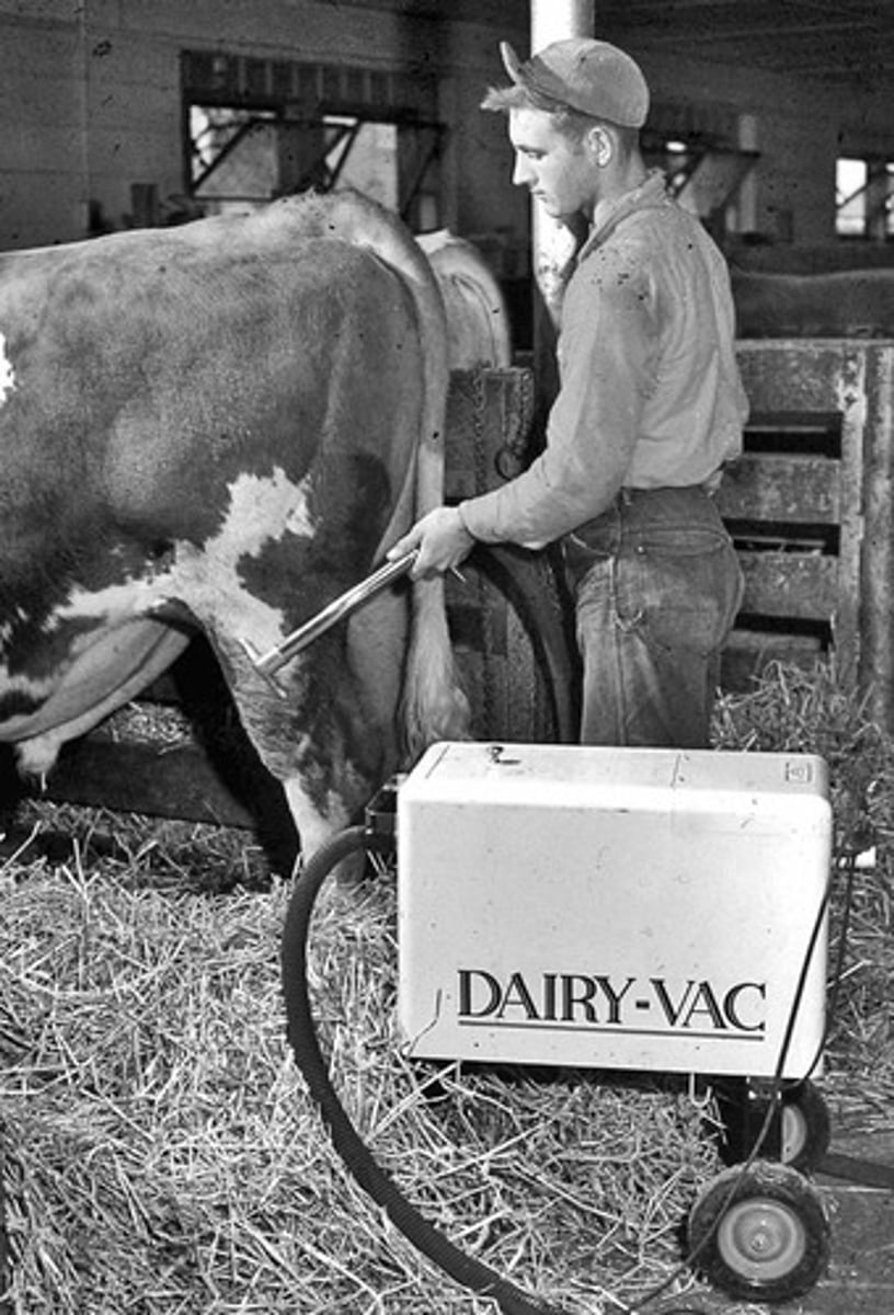 <p>specific branch of agriculture focused on the production of milk and milk based products like cheese and yogurt.</p>