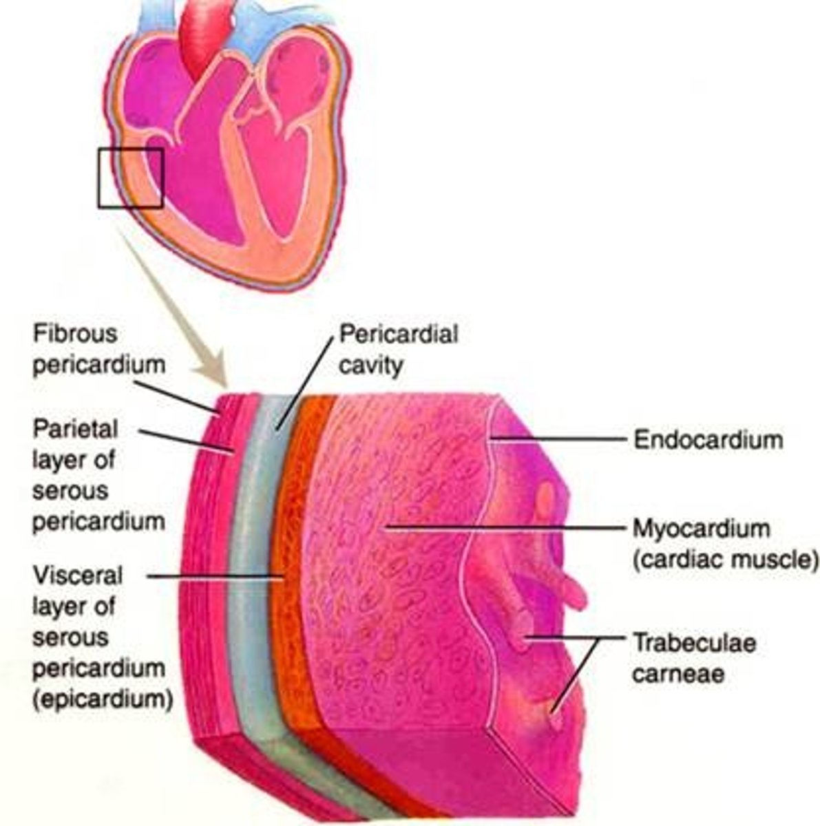 <p>Subdivided into a Parietal Layer which adheres to the outermost fibrous layer and a Visceral Layer which is also viewed as the outer surface of the heart wall.</p><p>A thin pericardial fluid lubricates the space between the visceral and parietal pericardium</p>