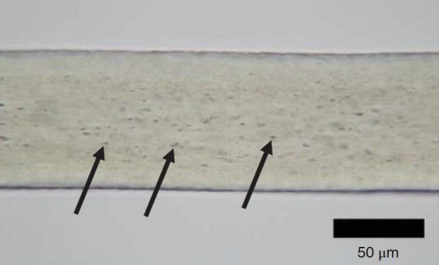 <p>Small, elongated air spaces in the cortex.</p>