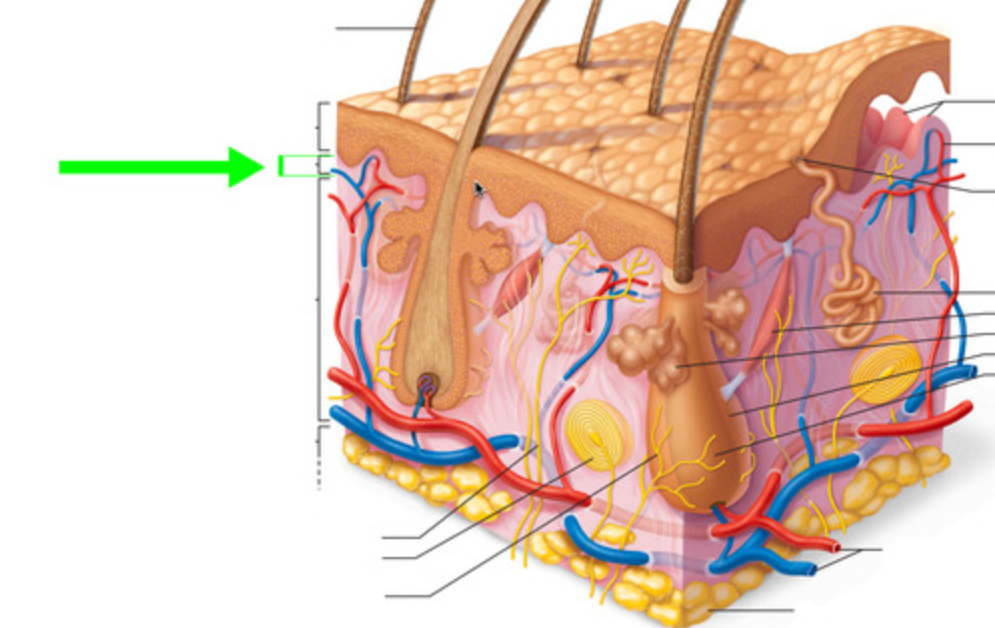 <p>Which layer of the dermis is this?</p>