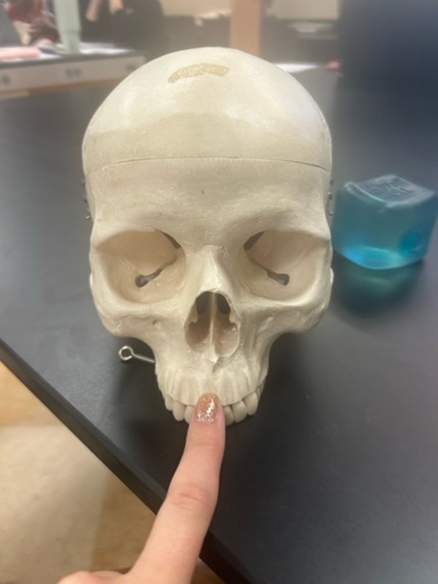 <p>name the bone</p>