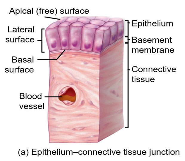 <p><strong>lateral surfaces</strong></p>