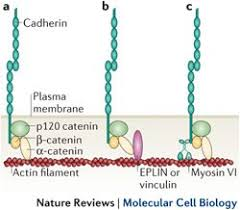 <p>CADHERIN AND THE CYTOSKELETON </p><ul><li><p>beta catenin forms a link between the intracellular cadherin domain and the actin cytoskeleton </p></li><li><p>the adherans junctions also have the additional related protein p120 catenin </p></li></ul><p>BETA CATENIN AND WNT SIGNALLING </p><ul><li><p>the ligand (wnt) binds to its receptor called frizzled, this activates dishevelled </p></li><li><p>active dishevelled prevents the degradation of beta catenin </p></li><li><p>beta catenin, when degraded by dishevelled, is important for replacing the transcriptional repressor groucho, which causes the expression of target genes</p></li><li><p>wnt signalling acts as a signalling pathway controlling 1000s of genes, but also occurs in the mediation of adherans juctions </p></li><li><p>breakdown of adherans juctions will lead to increased beta catenin —&gt; increased transcription of genes </p></li><li><p>however, wnt signalling can also mediate the formation of adherans junctions </p></li></ul><p></p>