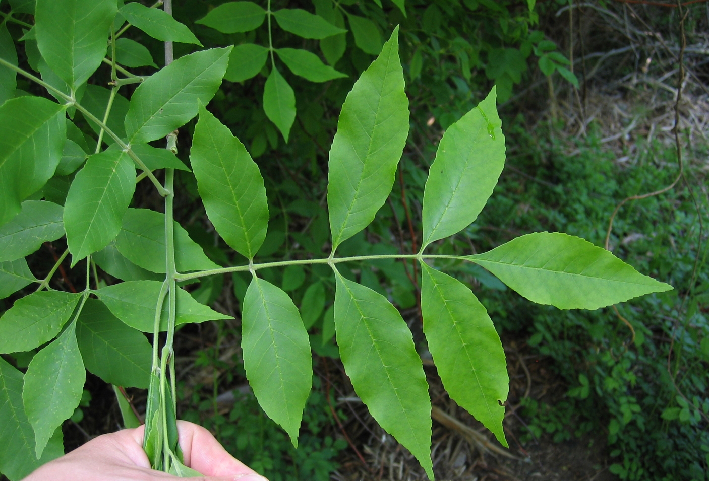 <p>Fraxinus pennsylvanica</p>