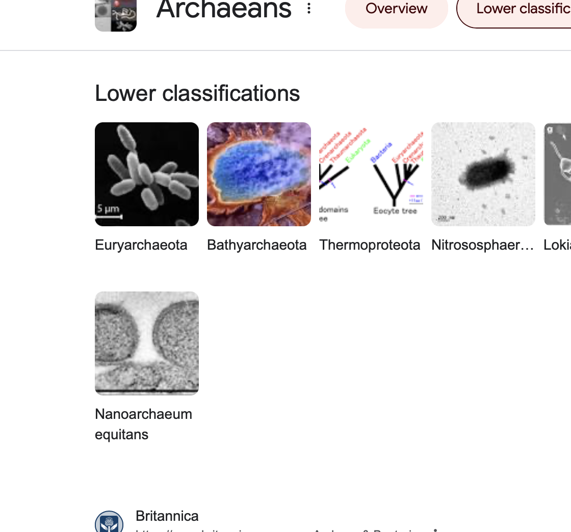 <ul><li><p>lack a nucleus </p></li><li><p>bacteria and archaea </p></li></ul>