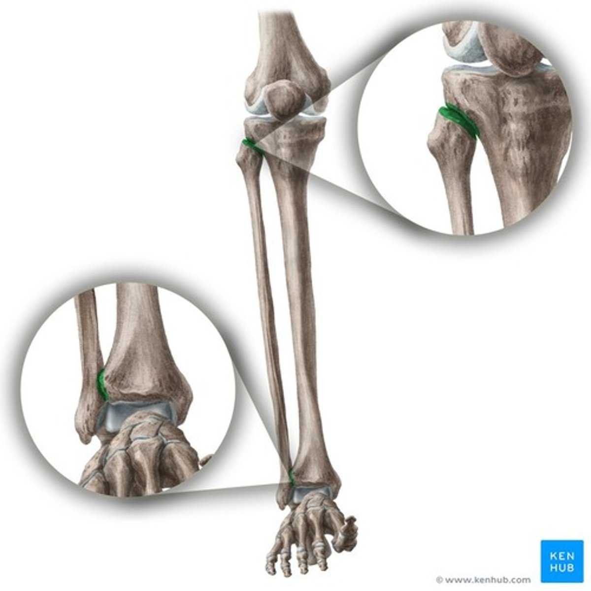 <p>pertaining to the joint between the tibia and fibula</p>
