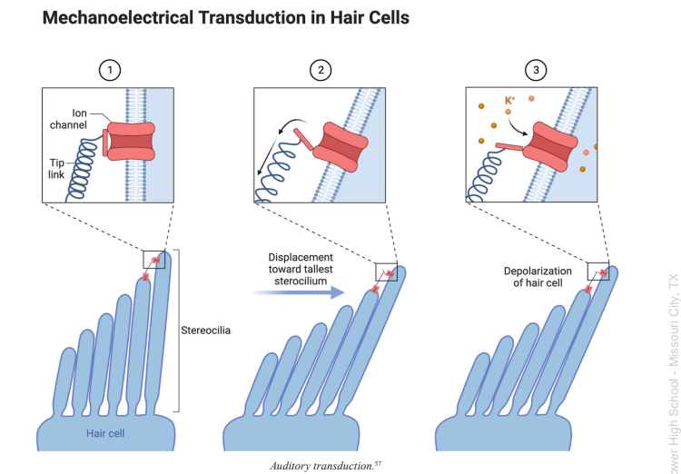 <p>Outer Hair Cells</p>