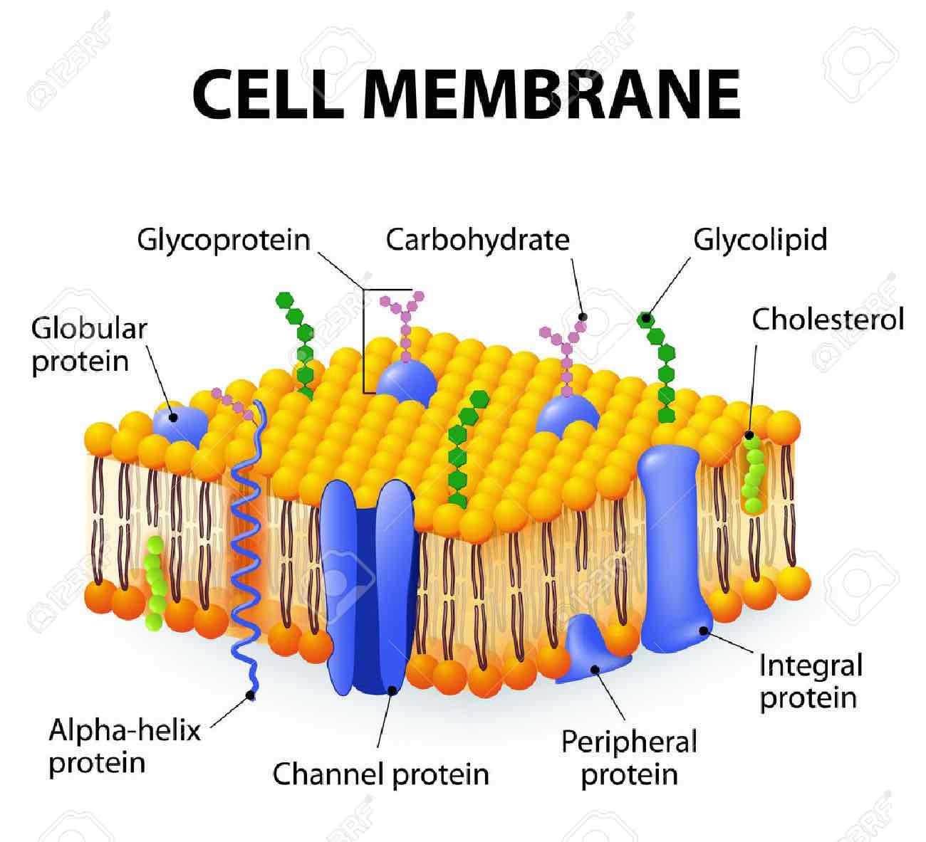 <p style="text-align: center"><strong>funkcje błon biologicznych</strong></p>