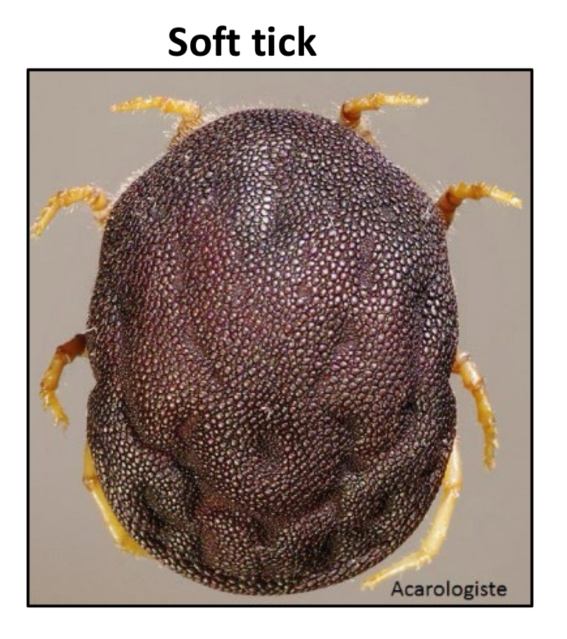 <p>What family do <strong>soft ticks</strong>, mouthparts cannot be seen, belong to?</p>