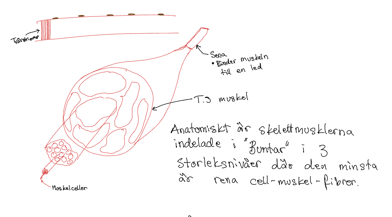 <p>Indelade i “buntar” i 3 nivåer där den minsta är rena cellmuskelfibrer.</p>