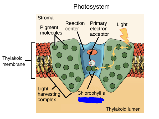 <p>The reaction center of a photosystem that contains a unique pair of chlorophyll <em>a</em> molecules. These molecules can actually lose an electron when excited.</p><p>These are responsible for the release of electrons when any other chlorophyll molecules/pigment become excited. Once energy is passed to these through direct EM transfer they lose electrons. These are involved in both photosystems 1 and 2.</p><p>Two examples of ____ ____ are p680 and p700 which are composed of 2 chlorophyll a molecules and are responsible for processes in PS2 and PS1 respectively.</p>