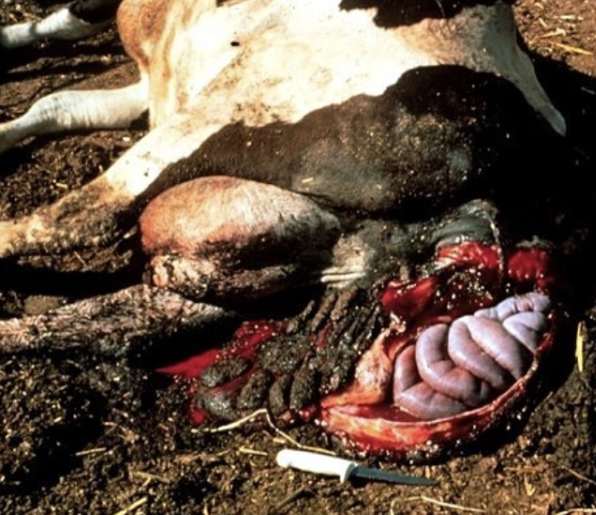 <p>tissues become edematous and friable, and are often subjected to injury</p><p>also prone to vascular rupture and hemorrhage</p>