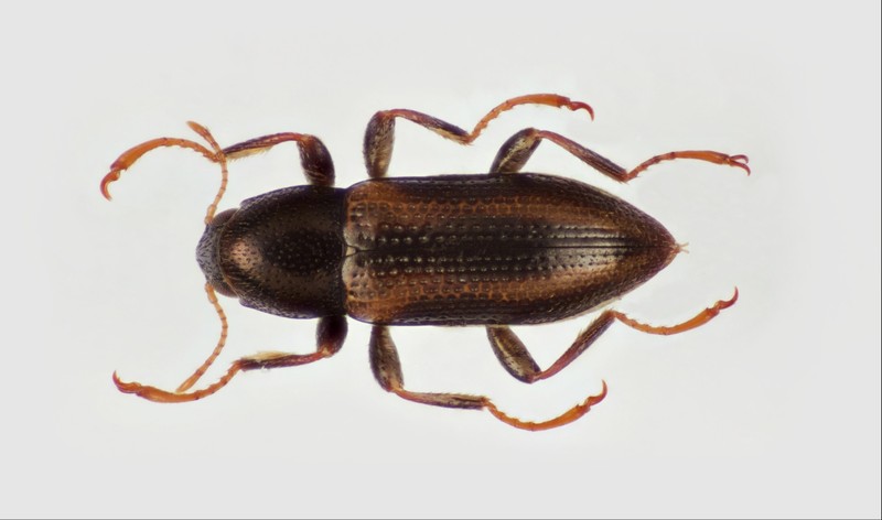 <p>Head and thorax together make up an elongated semicircle, elytra is like a seed missing the very top to make a straight line. Most definable by curvy legs and antennae, with legs in a very specific shape and starting out thick, getting progressively thinner with little scoops at the end. Class Insecta, Order Coleoptera, called riffle beetles (because their legs feel like riffles).</p>