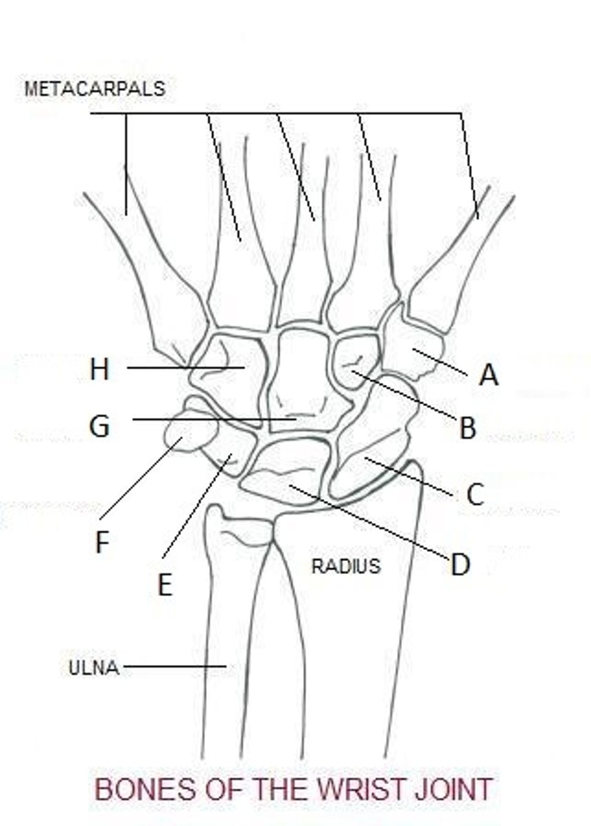 <p>What carpal bone is being identified by LETTER B in this picture?</p>