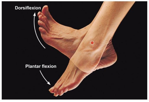 <ul><li><p>Body position: seated</p></li><li><p>Axis: lateral malleolus </p></li><li><p>Stationary arm: head of fibula </p></li><li><p>Movement arm: parallel to 5th metatarsal </p></li><li><p>Joint movement: Plantar flexion/ dorsiflexion</p></li></ul>